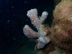 Duncanopsammia peltata