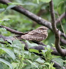 Hydropsalis climacocerca