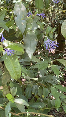 Petrea volubilis