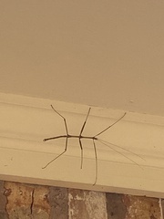 Megaphasma denticrus