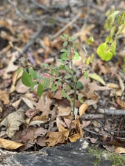 Vaccinium pallidum