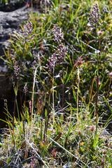 Arctagrostis latifolia