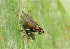 Chrysotus