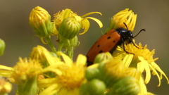 Mylabris quadripunctata