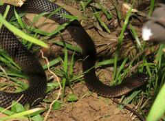 Cryptophis nigrescens