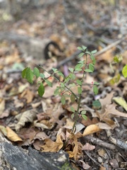Vaccinium pallidum