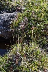 Arctagrostis latifolia