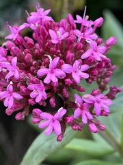 Centranthus