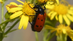 Mylabris quadripunctata