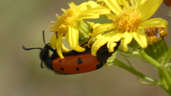 Mylabris quadripunctata