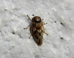 Idiocerus herrichii