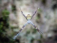 Argiope aetherea