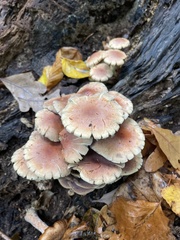 Hypholoma