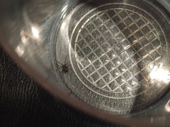 Steatoda grossa