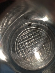 Steatoda grossa