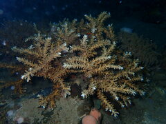 Acropora awi