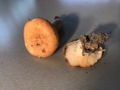 Lactarius zonarioides