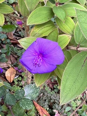 Melastomeae