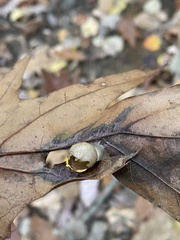 Amphibolips quercusostensackenii