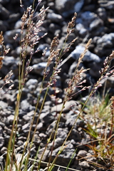 Deschampsia cespitosa glauca