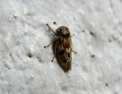 Idiocerus herrichii