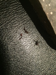 Steatoda grossa