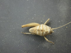 Rhachocnemis validus