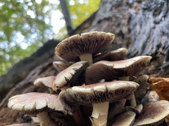 Hypholoma