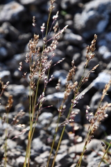 Deschampsia cespitosa glauca