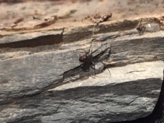 Steatoda grossa