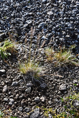 Deschampsia cespitosa glauca