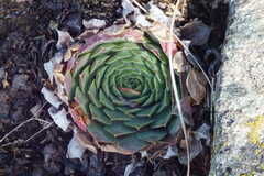Sempervivum heuffelii