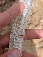 Masticophis taeniatus