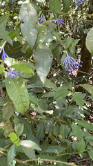 Petrea volubilis