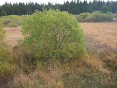 Salix aurita