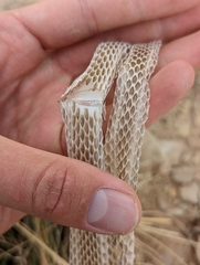Masticophis taeniatus