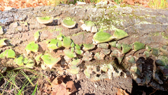 Cerrena unicolor