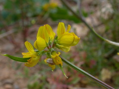 Securigera securidaca