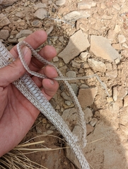 Masticophis taeniatus