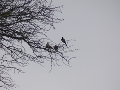 Oena capensis capensis