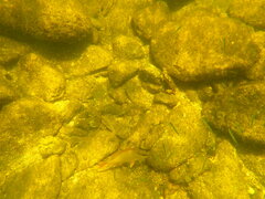 Lutjanus griseus