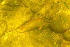 Lutjanus griseus