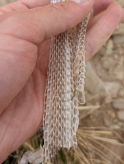 Masticophis taeniatus