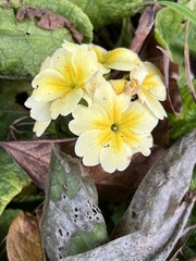 Primula