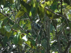 Sporophila americana