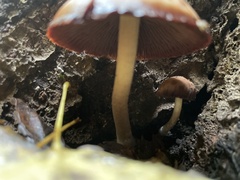Fungi