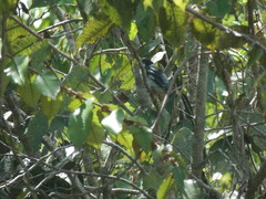 Sporophila americana