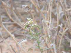 Heliotropium ciliatum