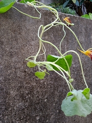 Tropaeolum majus