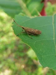 Saiva insularis